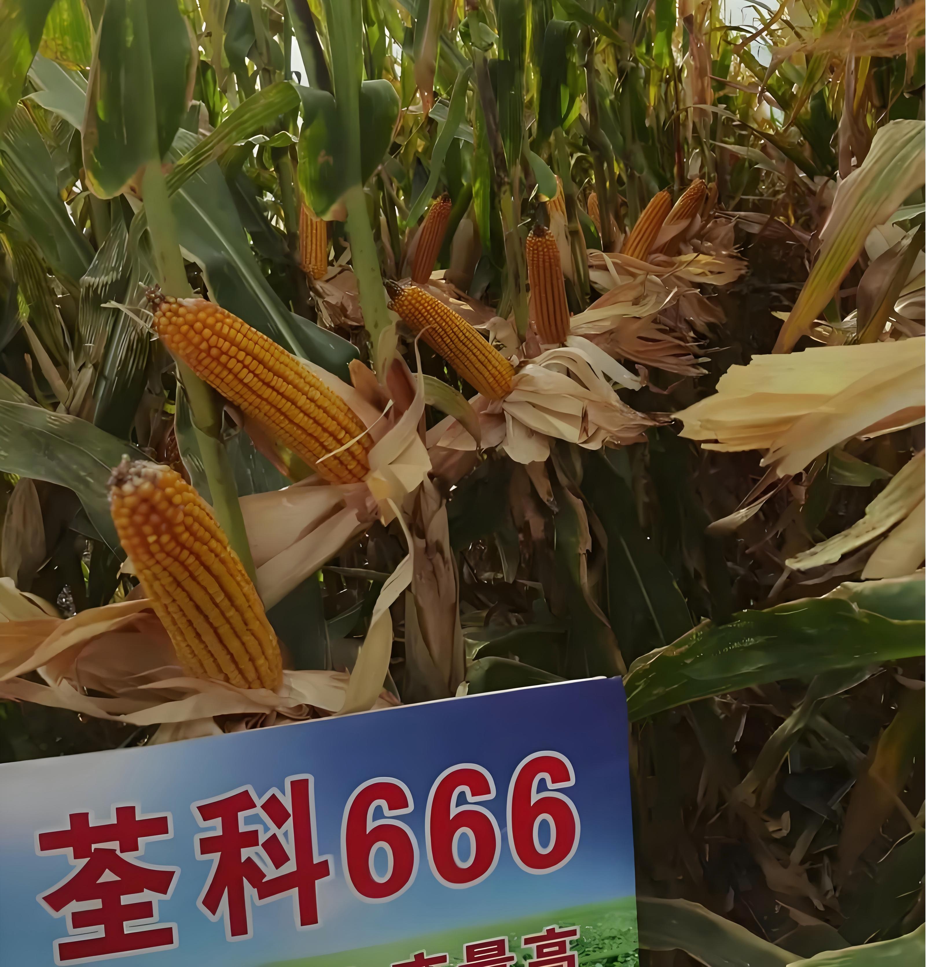 荃科666.jpg